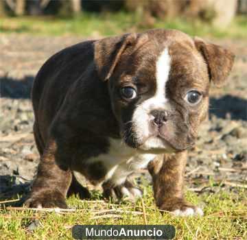 Excelente camada Bulldog Frances