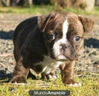 Excelente camada Bulldog Frances - mejor precio | unprecio.es