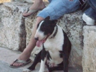 MACHO BULL TERRIER BUSCA HEMBRA PARA MONTA - mejor precio | unprecio.es