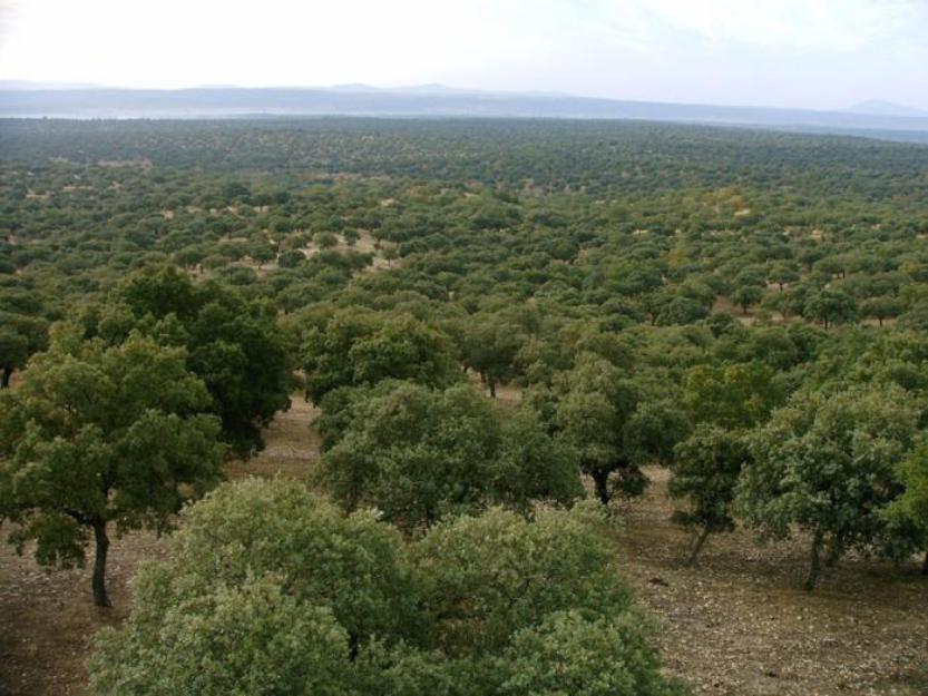 Poda y limpieza en fincas de encina.