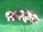 Preciosos shih tzus - mejor precio | unprecio.es