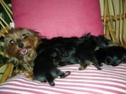 vendo cachorro yorskhire - mejor precio | unprecio.es