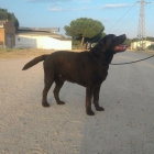labradores del caño del obispo - mejor precio | unprecio.es