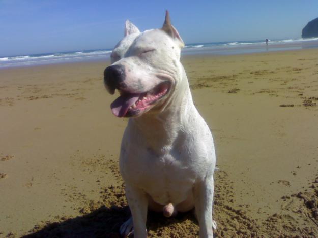 AMERICAN STAFFORDSHIRE TERRIER para montas