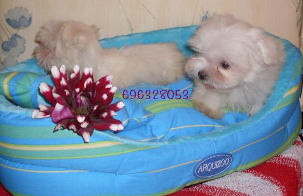 bichon maltes