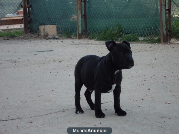Cachorro de Staffordshire Bull Terrier 600€