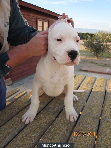 Cachorro dogo Argentino