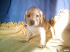 Cachorros de golden y labrador amarillo con pedigree - mejor precio | unprecio.es