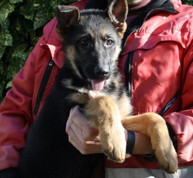 Cachorros de pastor alemán con pedigree