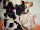 PreciosAs cachorritas de cocker CON PEDIGREE - mejor precio | unprecio.es