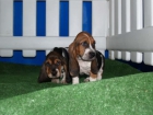 Preciosos Basset hound, cachorros de dos meses - mejor precio | unprecio.es