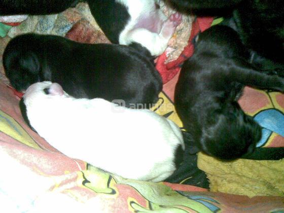 Preciosos bulldog francés, de buen pedigree, a elegir el color