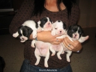 Preciosos cachorritos de bulldog frances - mejor precio | unprecio.es