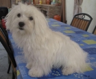 Vendo maltes macho 200 - mejor precio | unprecio.es