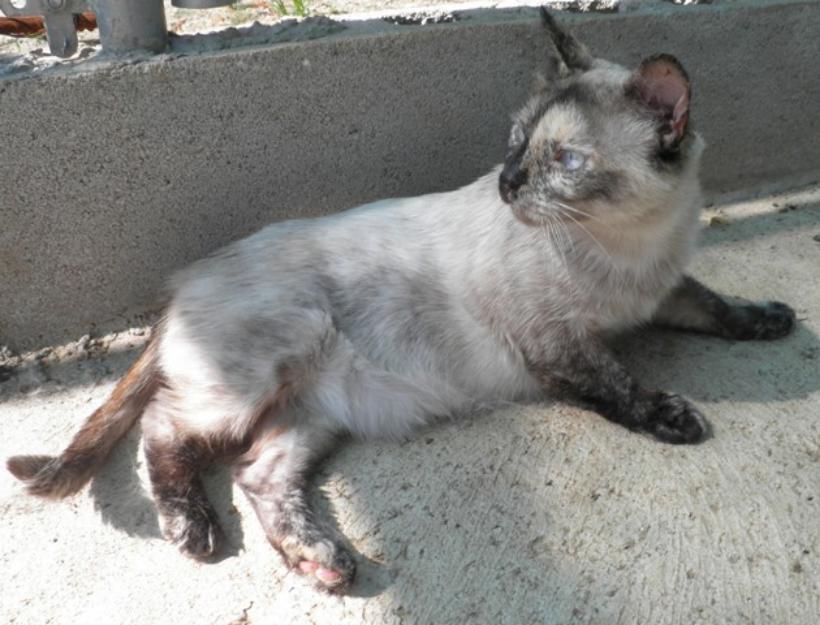 Susana, gata mezcla se siamés en adopción, es positiva a leucémia.