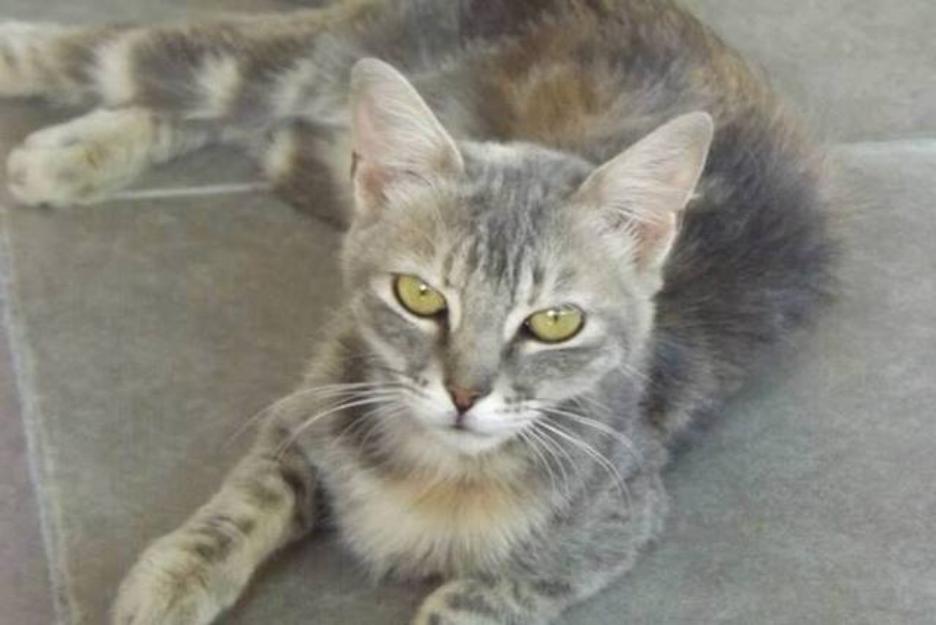 Gatita dejándose morir en la perrera. Adopción urgente