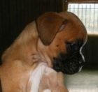 Boxer, increíbles cachorros de Pura Raza - mejor precio | unprecio.es