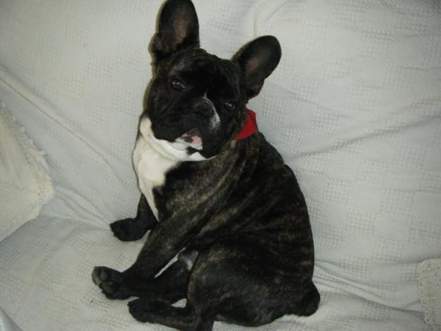 bulldog frances para monta