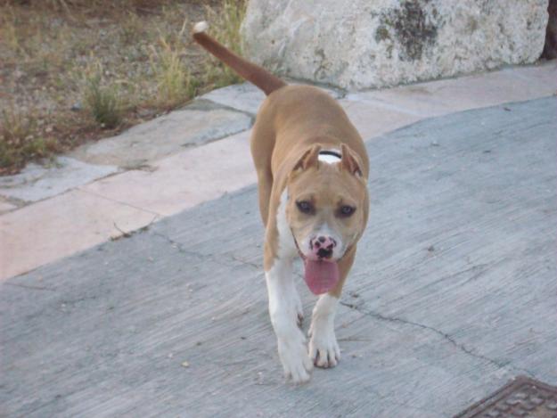 BUSCO HEMBRA AMERICAN STAFFORSHIRE TERRIER PARA MONTA