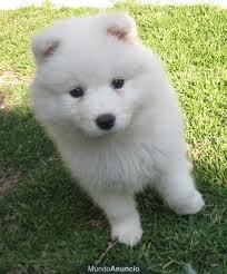 busco perros samoyedos