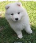 busco perros samoyedos - mejor precio | unprecio.es