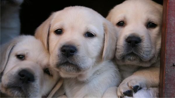 Camada labrador retriever 120