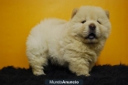 chow chow, maravillosos ejemplares en venta - mejor precio | unprecio.es