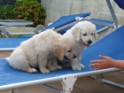 GOLDEN RETRIEVER PEDIGREE 450/500 EUROS. EXCENTE LINEA DE SANGRE - mejor precio | unprecio.es