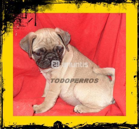 OFERTA SEMANAL carlino arena