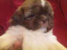 preciosos shih tzu muy bien de precio - mejor precio | unprecio.es