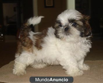 Regalo shih tzu cachorros para su adopcion