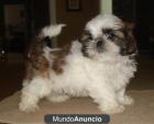 Regalo shih tzu cachorros para su adopcion - mejor precio | unprecio.es