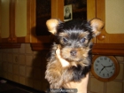 Vendo yorkshire terrier - mejor precio | unprecio.es