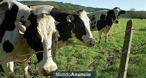 VENTA DE NOVILLAS FRISONAS DE TODAS LAS EDADES
