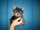 yorkshire terrier machito 3 meses toy - mejor precio | unprecio.es