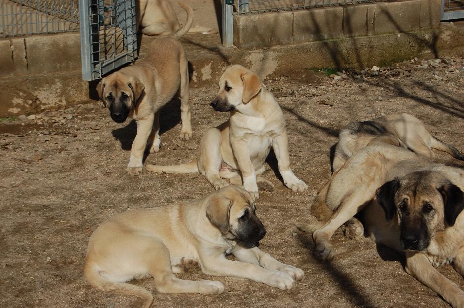 Cachorras de Mastin Turco