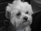 cachorrs de bichon maltes criados en casa - mejor precio | unprecio.es