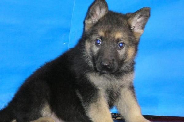 calidad y belleza en PASTORES ALEMANES CON PEDIGREE 360 EUROS