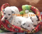 criadores de dalmata en girona kennel can - mejor precio | unprecio.es