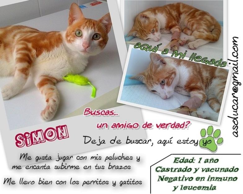 Gatito super mimoso busca familia (simon)