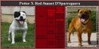 Gran camada de Staffordshire Bull Terrier - mejor precio | unprecio.es