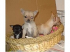 machitos y hembras chihuahuas - mejor precio | unprecio.es
