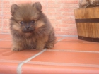 OPORTUNIDAD , UNA GANGA, QUEDAN DOS CACHORRAS DE POMERANIA CON PEDIGREE - mejor precio | unprecio.es