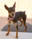 Pinscher jovencito en adopcion - mejor precio | unprecio.es