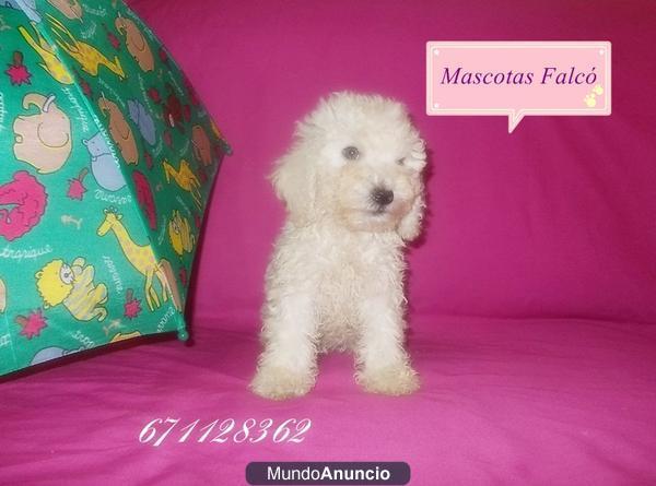 PERRO DE AGUA ESPAÑOL.CALIDA Y SERIEDAD