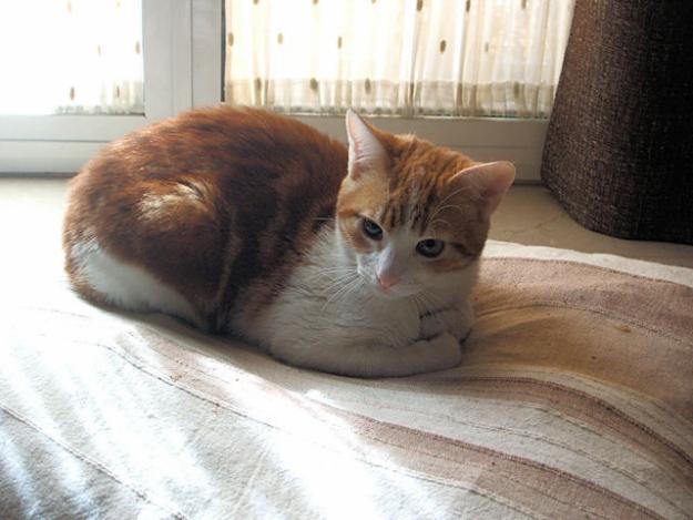 CORTÉS, PRECIOSO GATO RUBIO ABANDONADO EN UN GARAJE