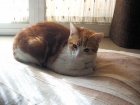 CORTÉS, PRECIOSO GATO RUBIO ABANDONADO EN UN GARAJE - mejor precio | unprecio.es