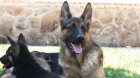 Cachorros de Pastor Alemán - mejor precio | unprecio.es