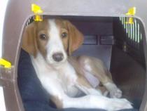 -----------------  CACHORROS, CACHORROS, CACHORROS ------------------ EN ADOPCIÓN