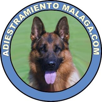 Adiestramiento canino